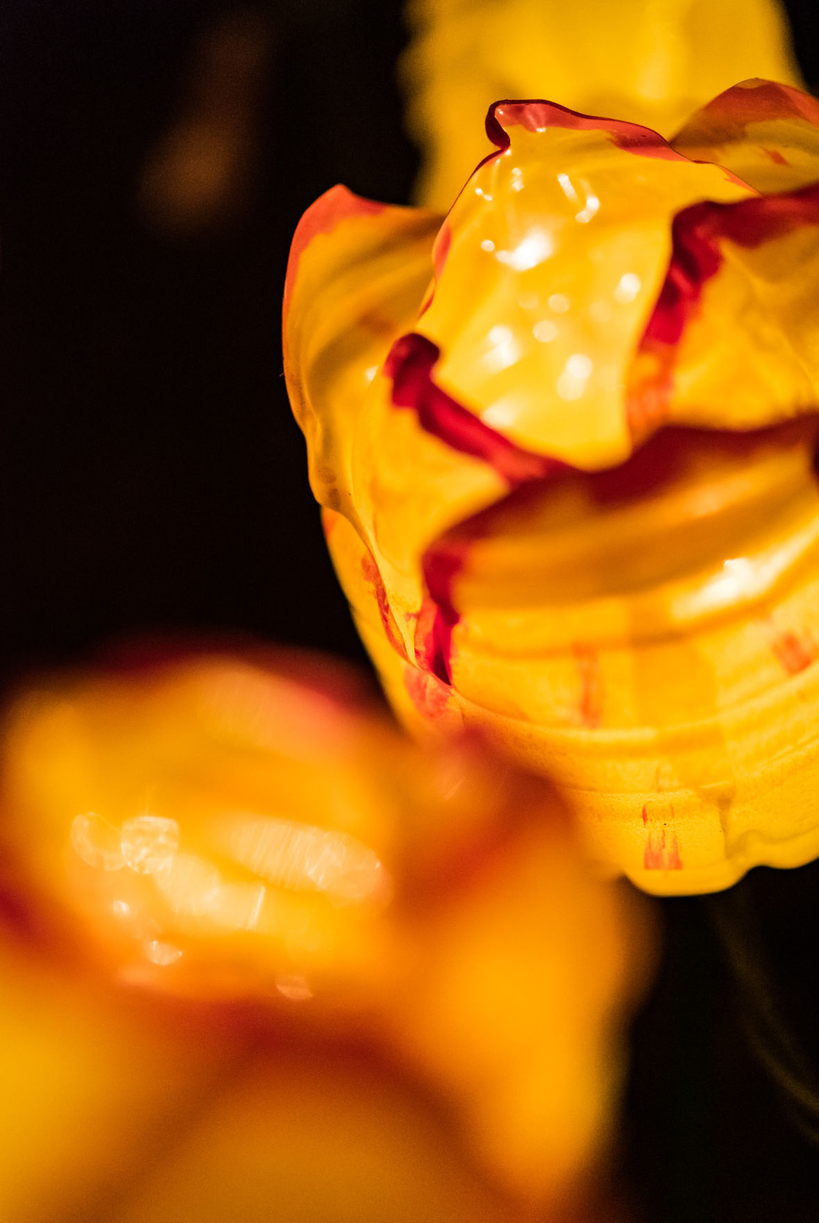 Ciener Garden Tulip Holiday Blooms Light Display
